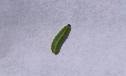 Alfalfa weevil larvae on alfalfa