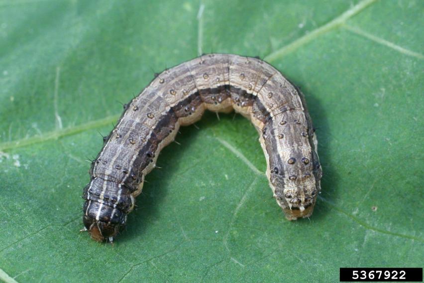 Fall armyworm in pasture and alfalfa