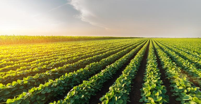 Soybean field