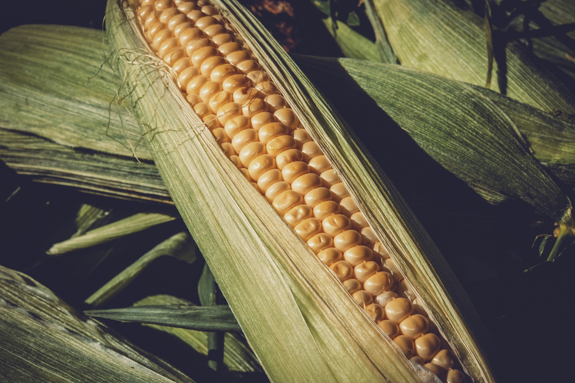 Sweet corn